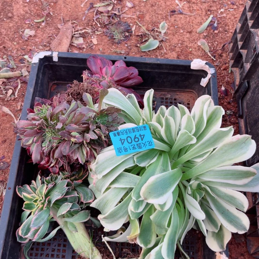 组合4904多肉植物