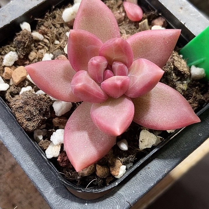 多肉植物迷雾泡泡2087