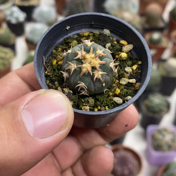 实生猫爪特价福利