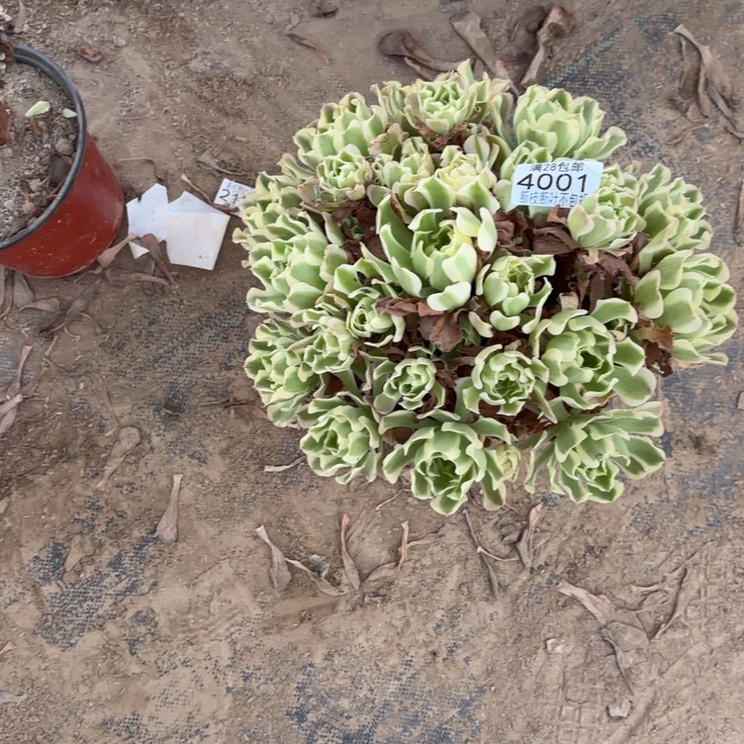 X.    4001白凤多肉。bab