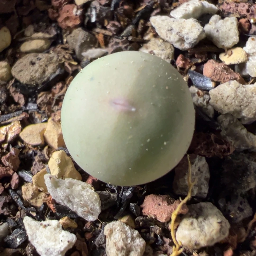 433V嘴小苗一物一拍