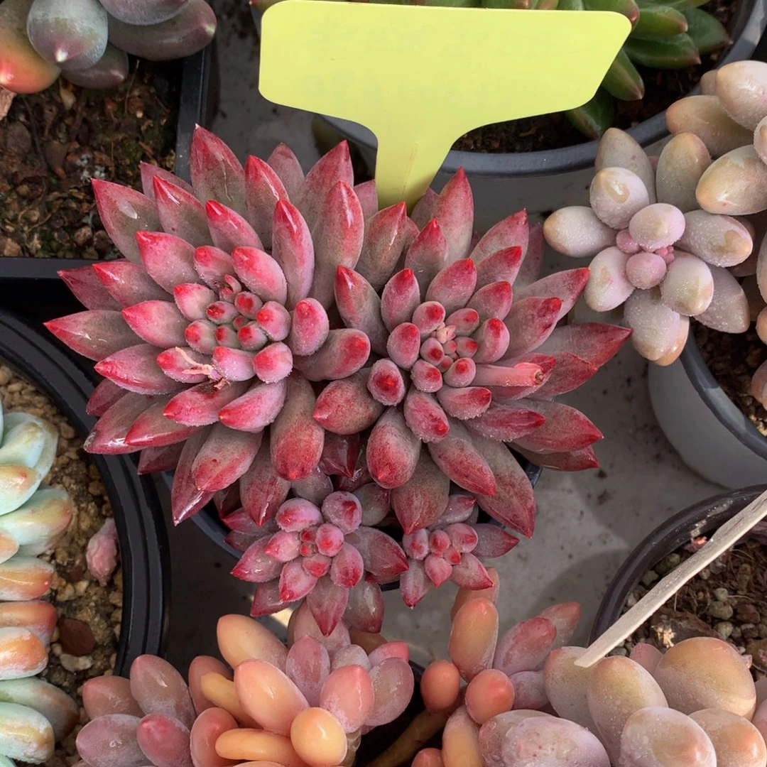 麦***子大群虞美人7272727273