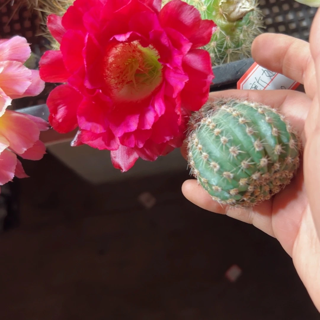 下19彩草新娘歪无根侧芽4公分左右20包邮