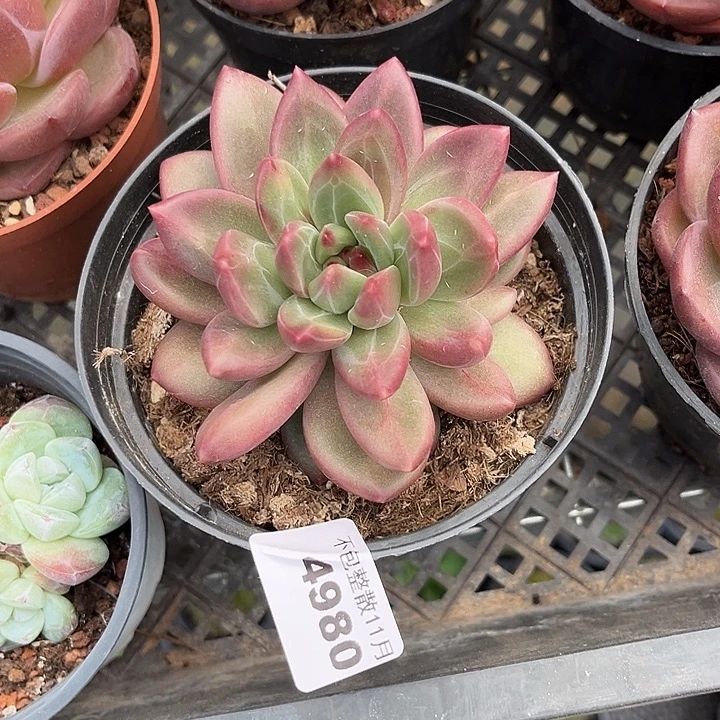 阿雅园艺。       4980迷雾泡泡