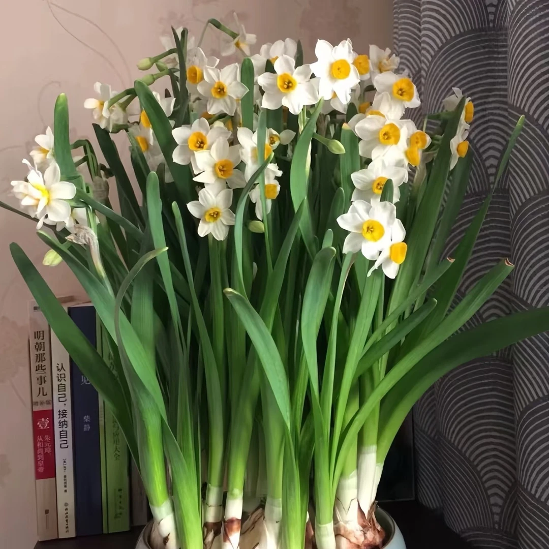 年销花香味飘飘（水仙盆栽）