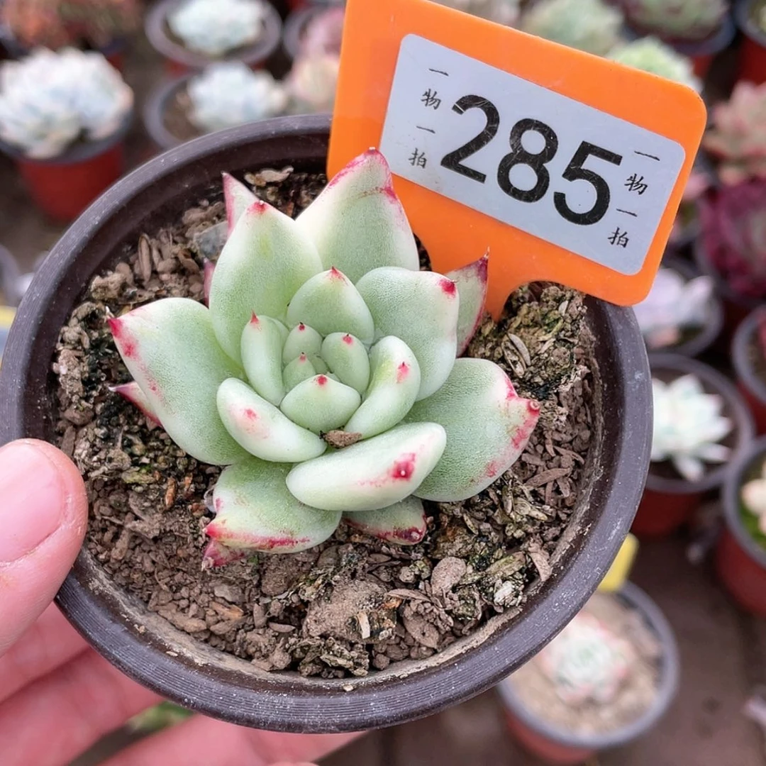 【闪购商品】285号