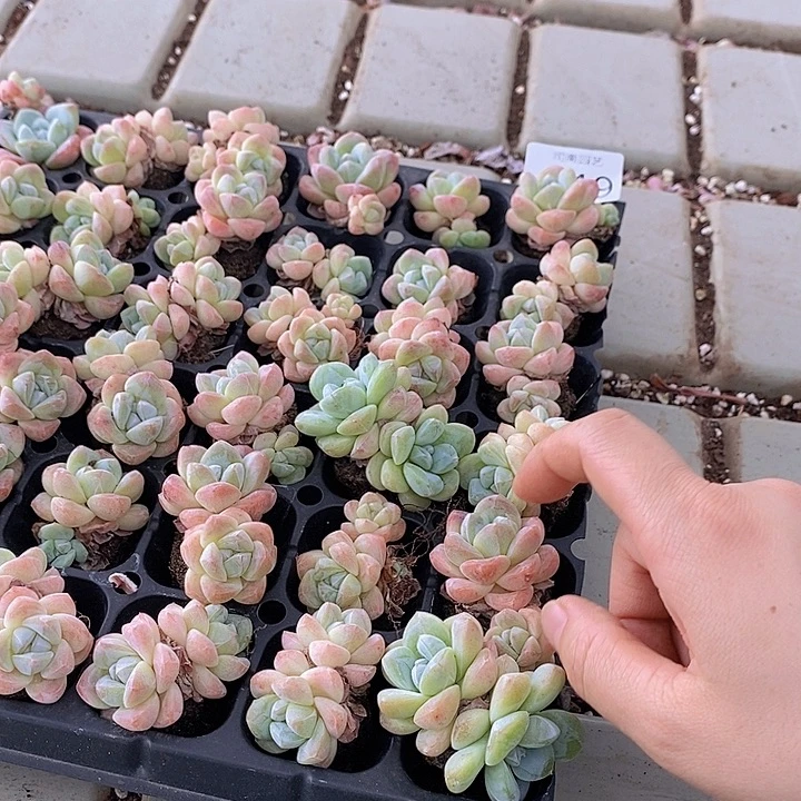 149 多肉植物盆栽花卉