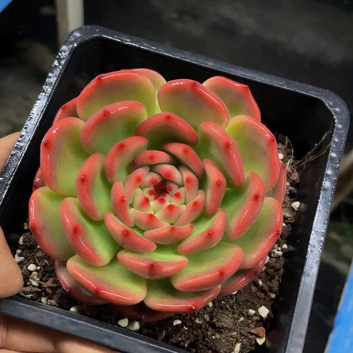 娃娃橙子一物一拍