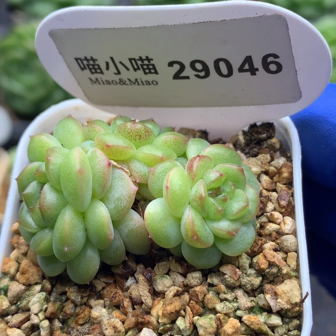 多肉植物杂交珍妮