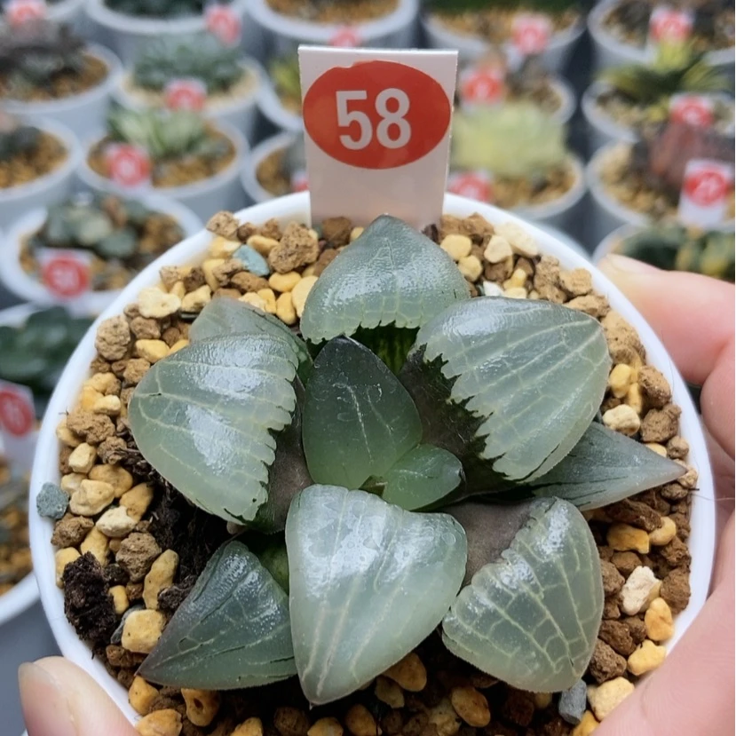【闪购商品】58糯阿