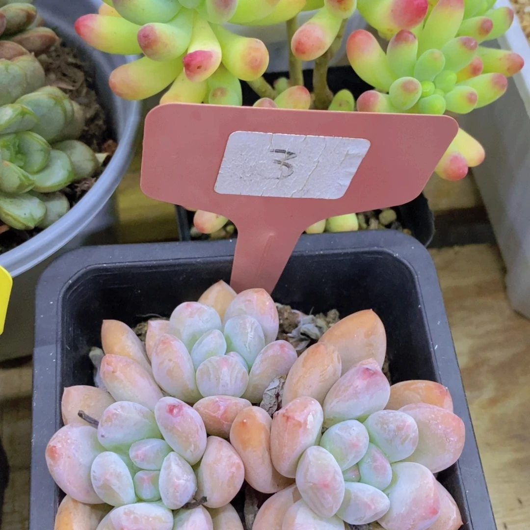 活动专场，最后一场