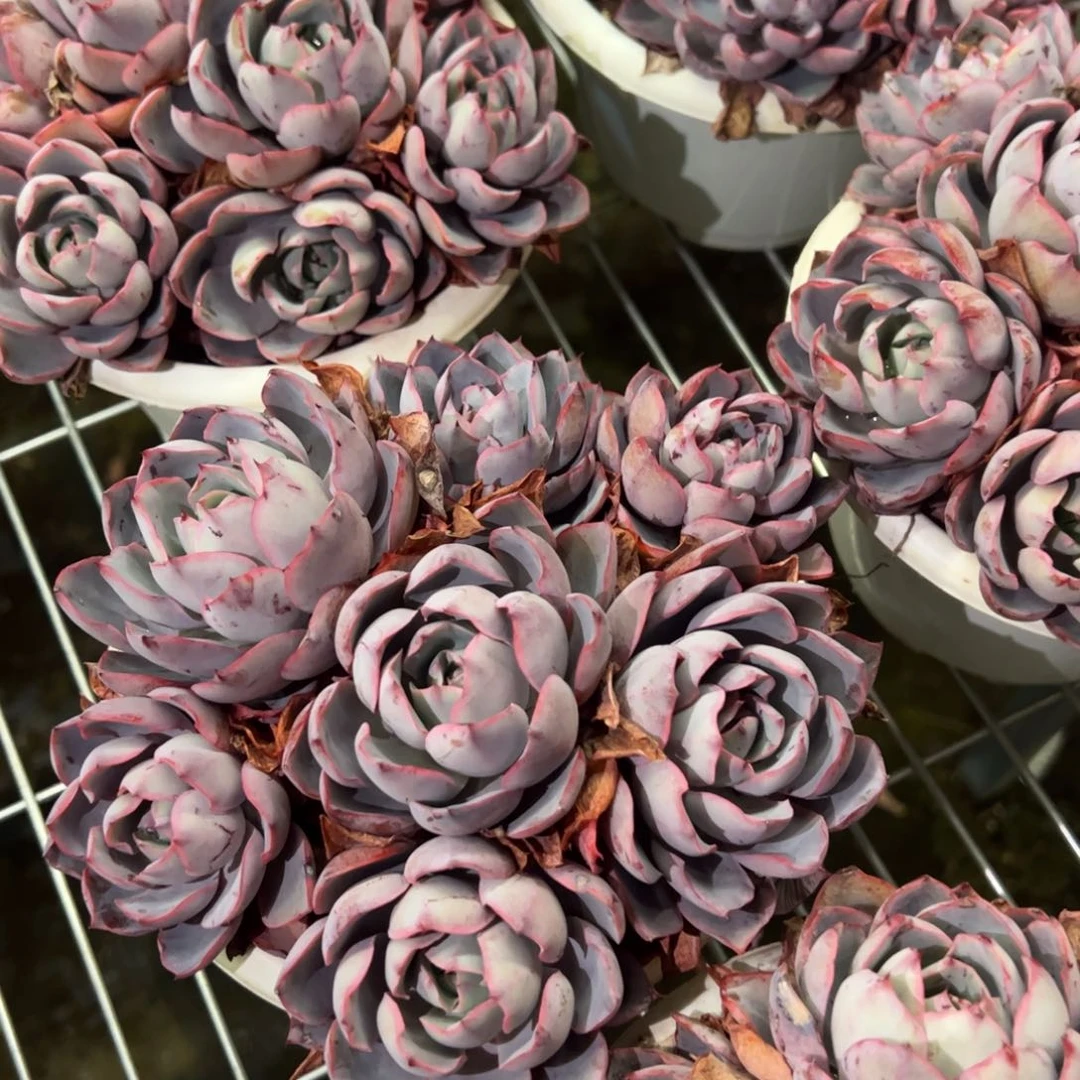 赫拉手捧7头起发多肉整桩