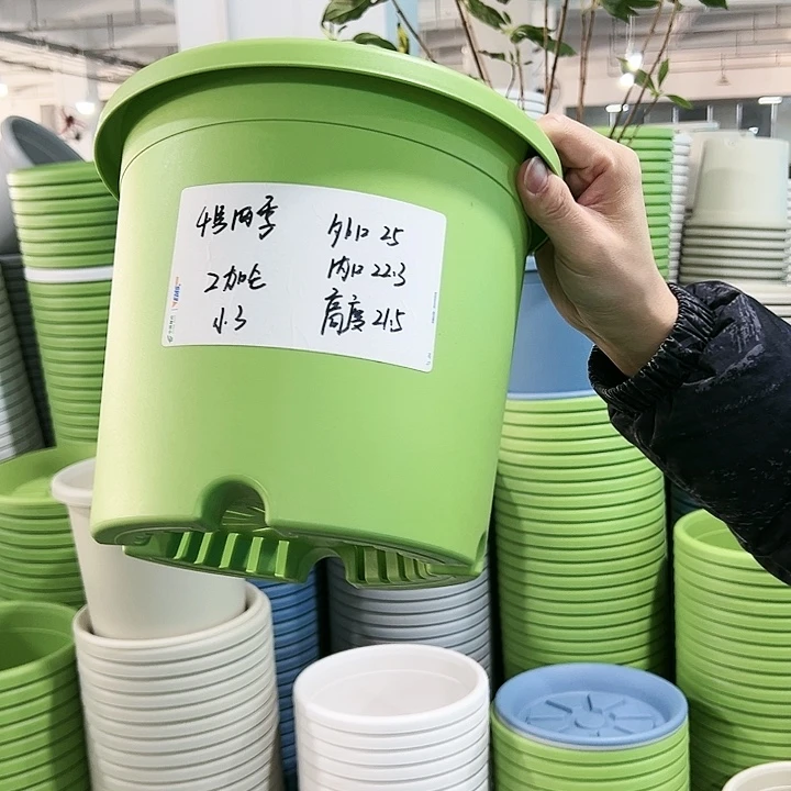 特价4号四季口25高21.5果绿无托8只