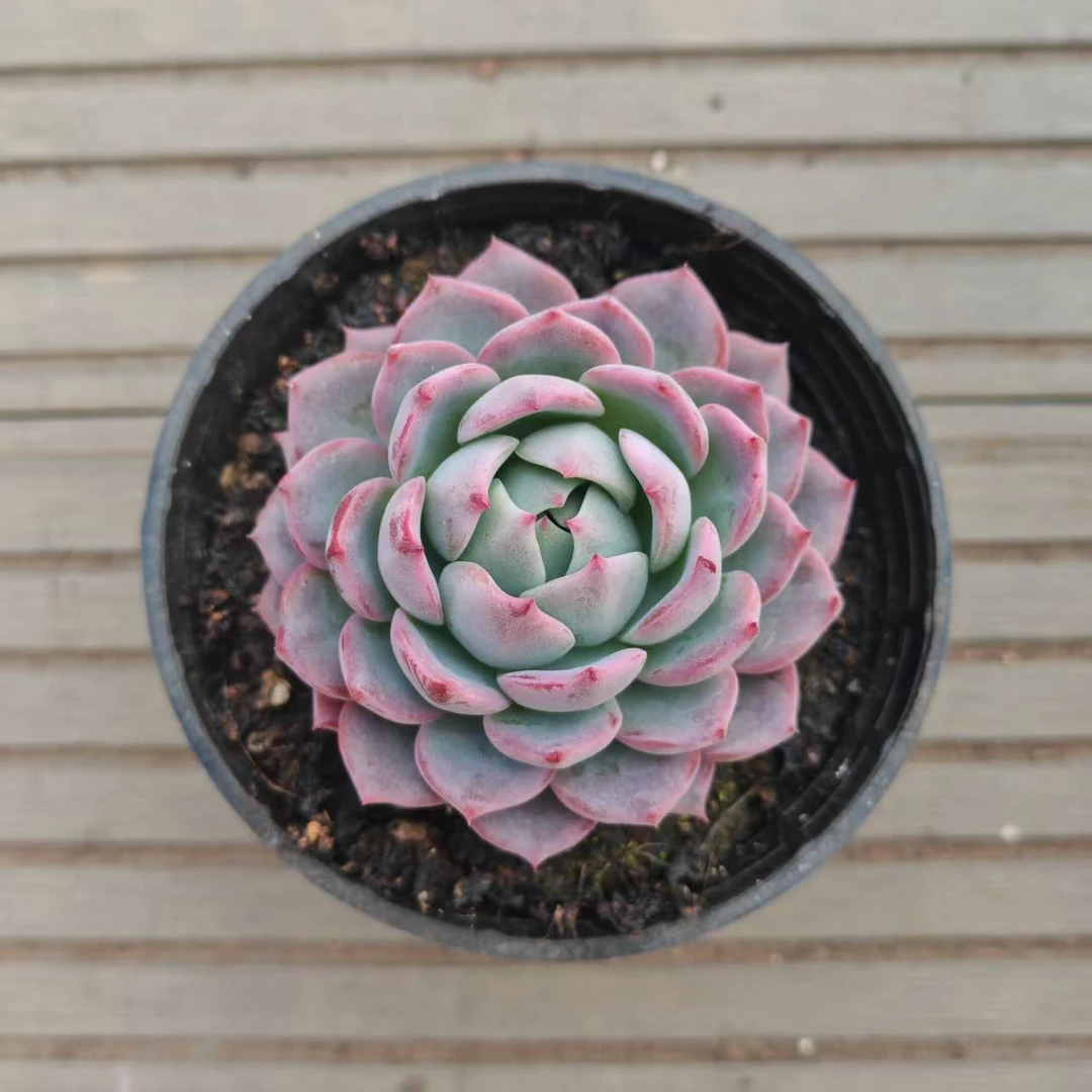 8#暮雪多肉植物  前男友精品多肉A181