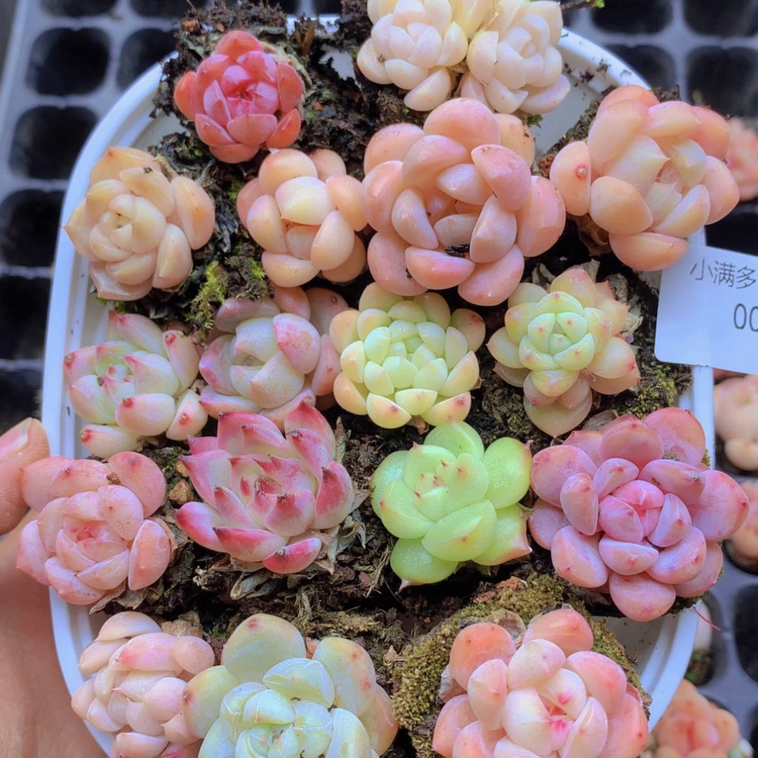 我要去看你了啊007