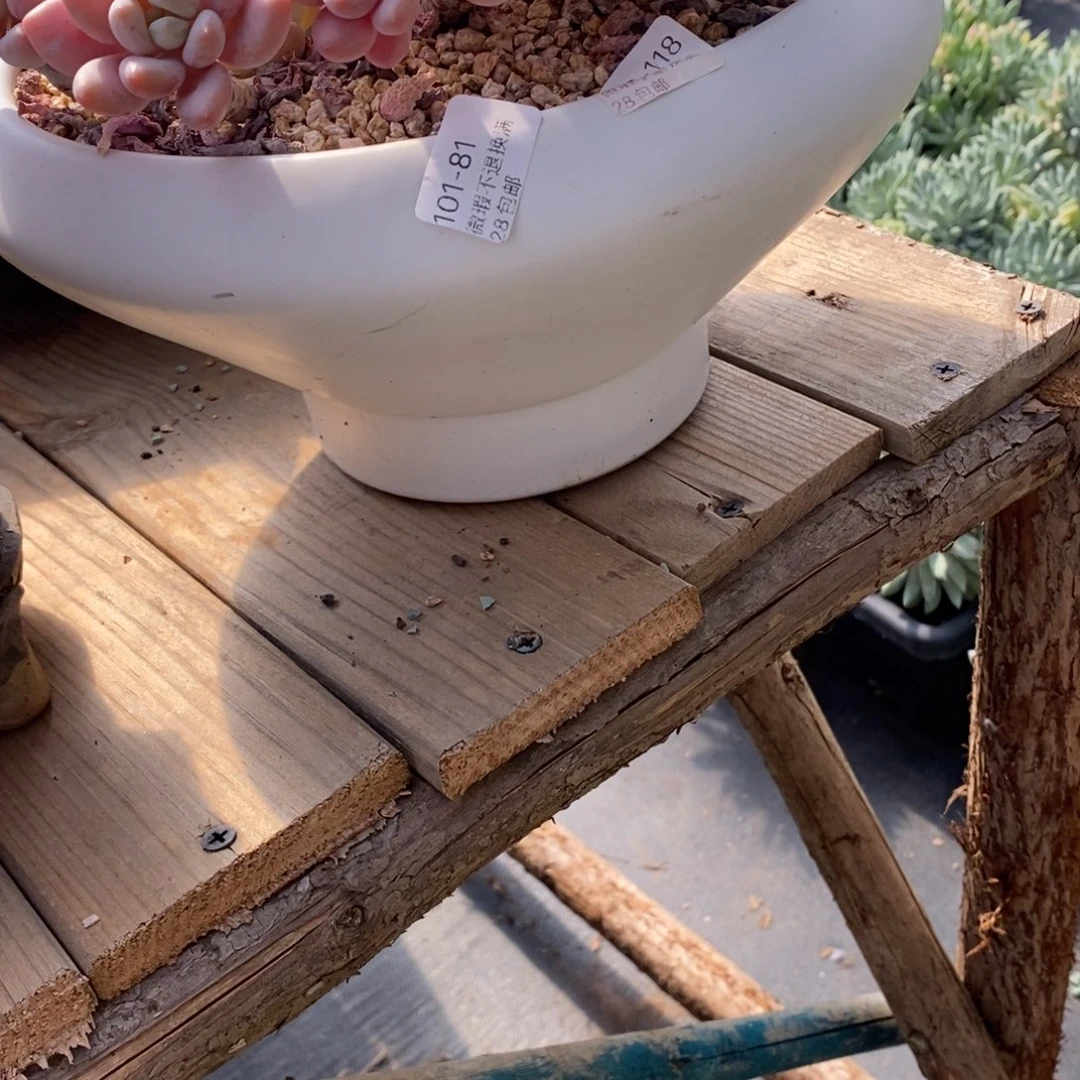 A***g81号花盆福利啦啦啦