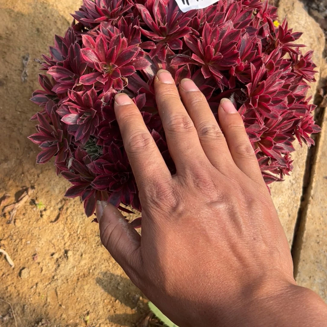 11-13-40云雀法师锦多肉