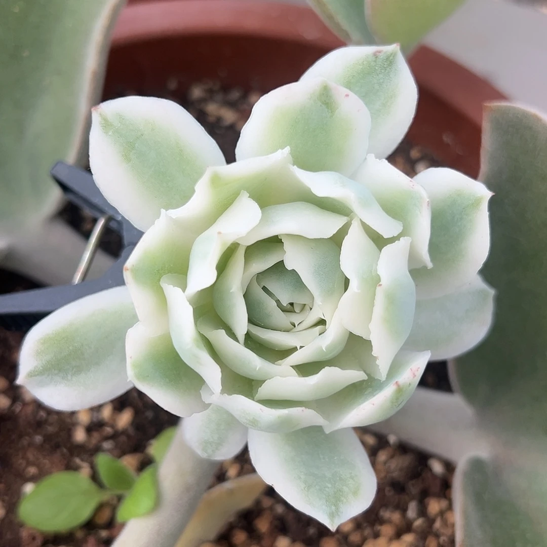 蓝丝绒锦嫁接多肉植物