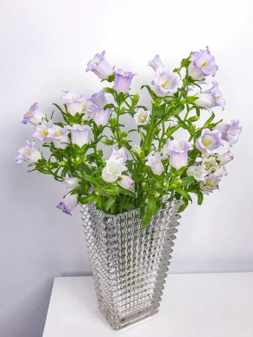 【紫色风铃花】1扎不定支数云南顺丰直发