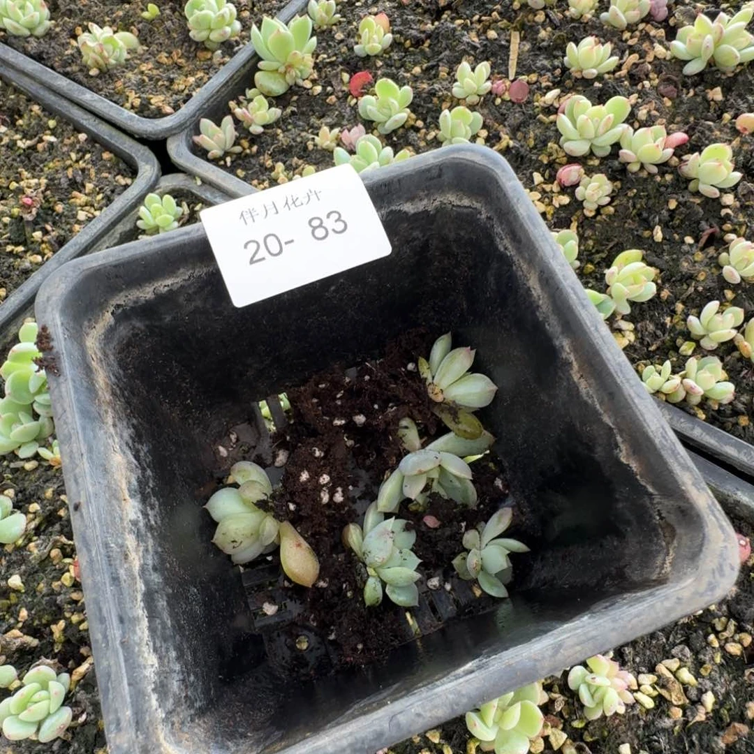 雪般糖心一颗苗量拍20-83