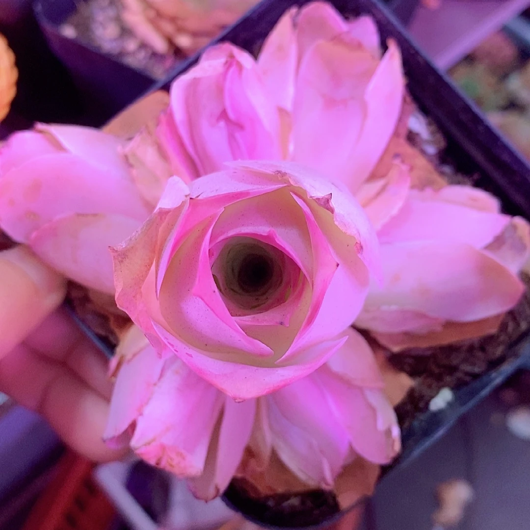 粉箩手捧一物一拍010