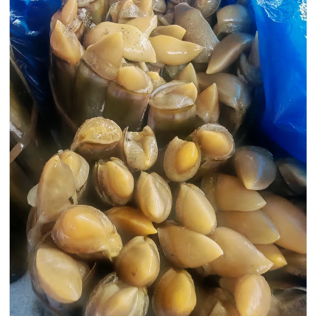 辽宁丹东东港鲜活蛏子王 新鲜大竹蛏 特大海鲜水产贝类1000g