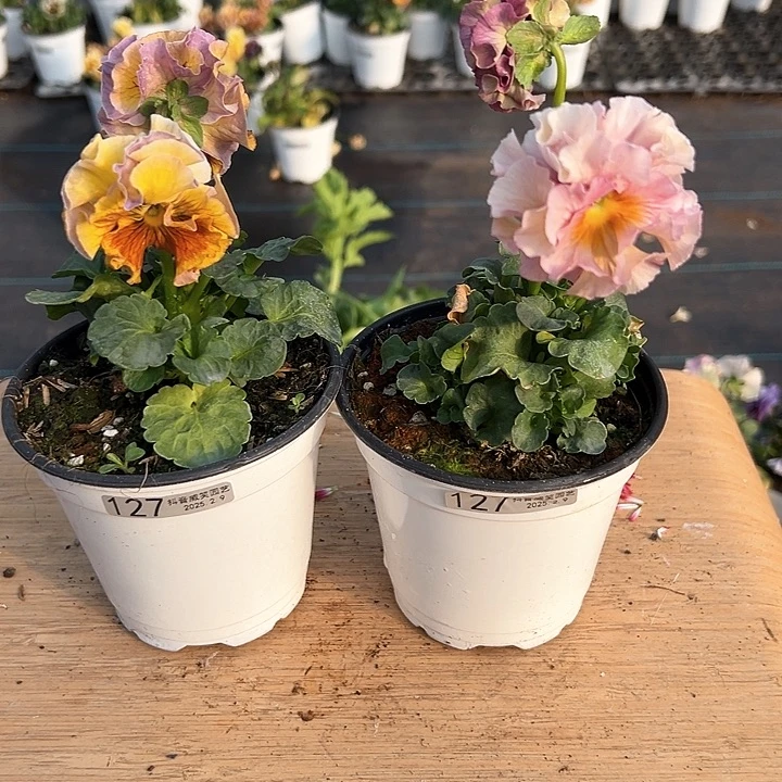 水晶抖音直播闪拍127