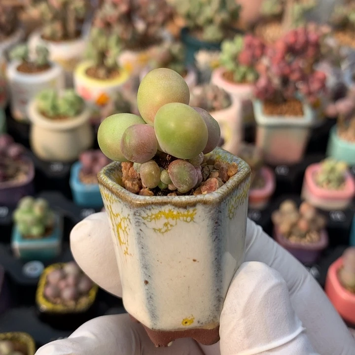 韩国正版芒果奶酪8头一体老桩