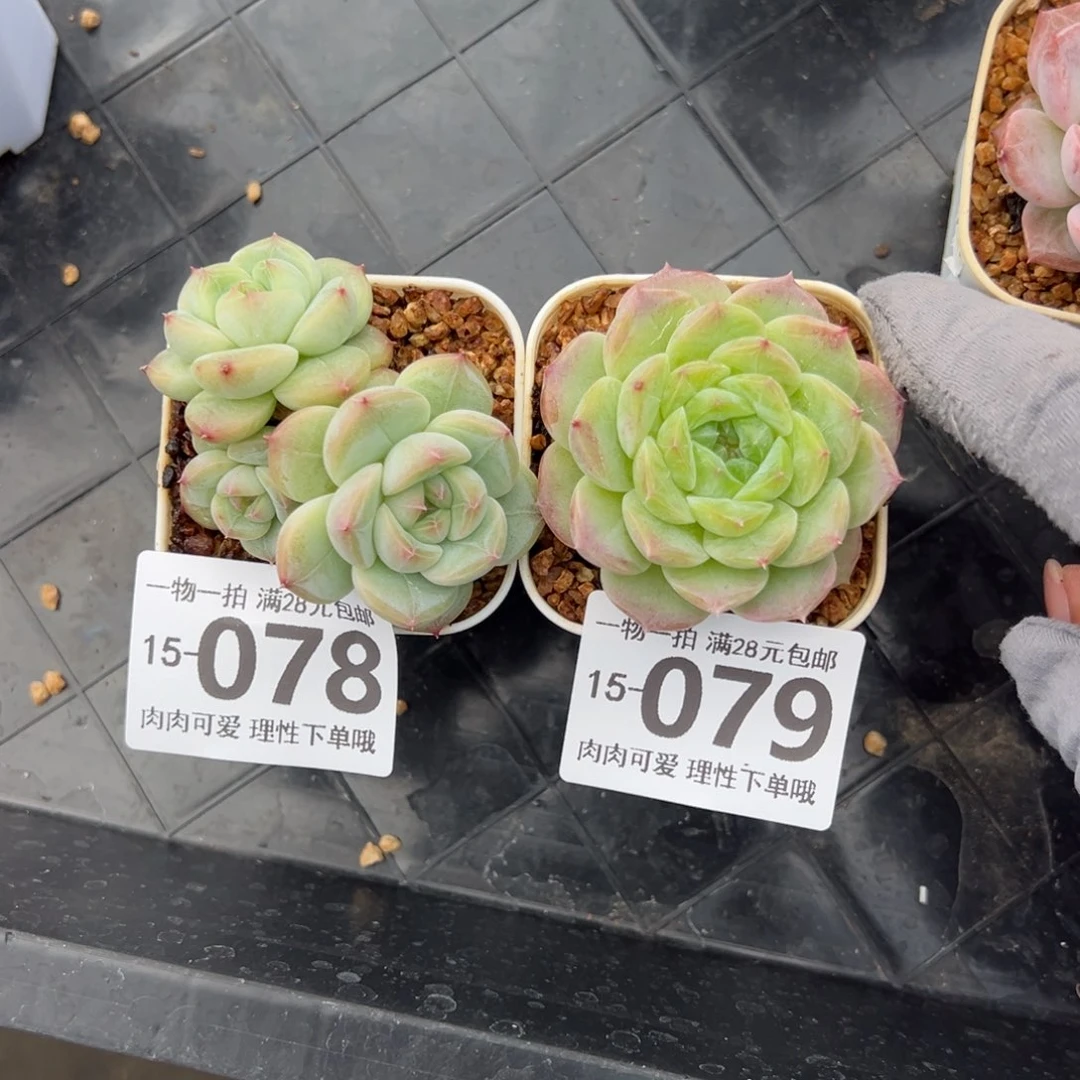 1****9优选糖心多肉多肉多肉多肉