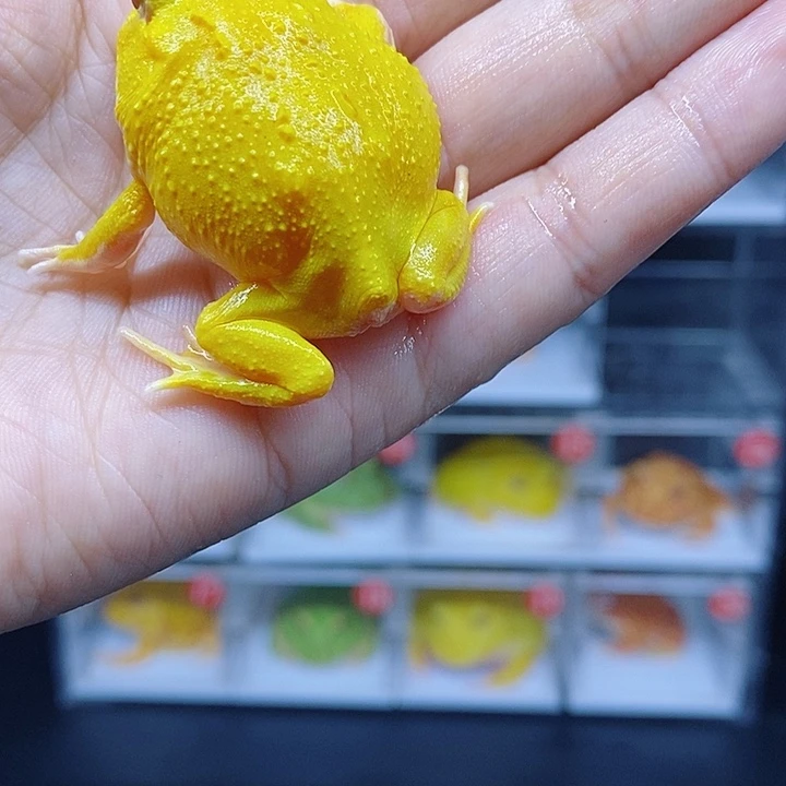 角蛙岩岩宠物饲养管理