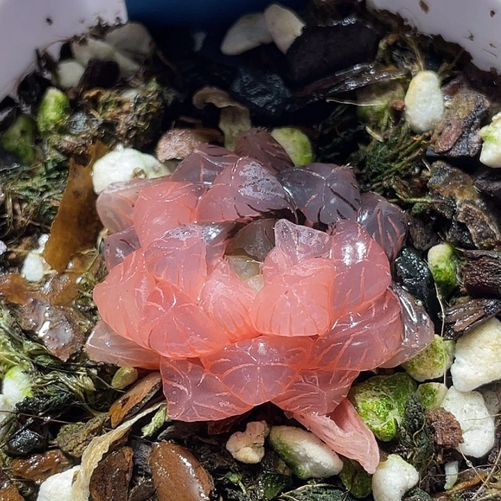 520冰灯锦特选福利