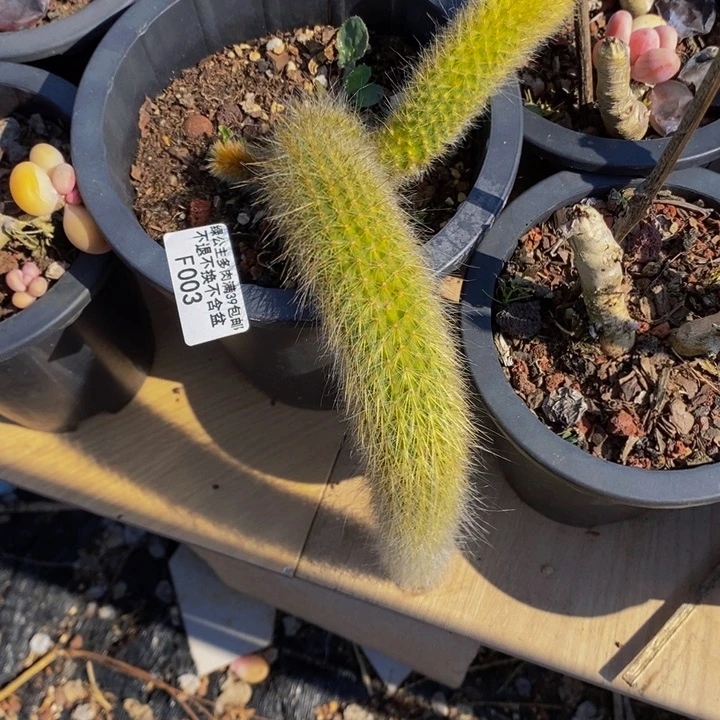 九尾狐003多肉植物