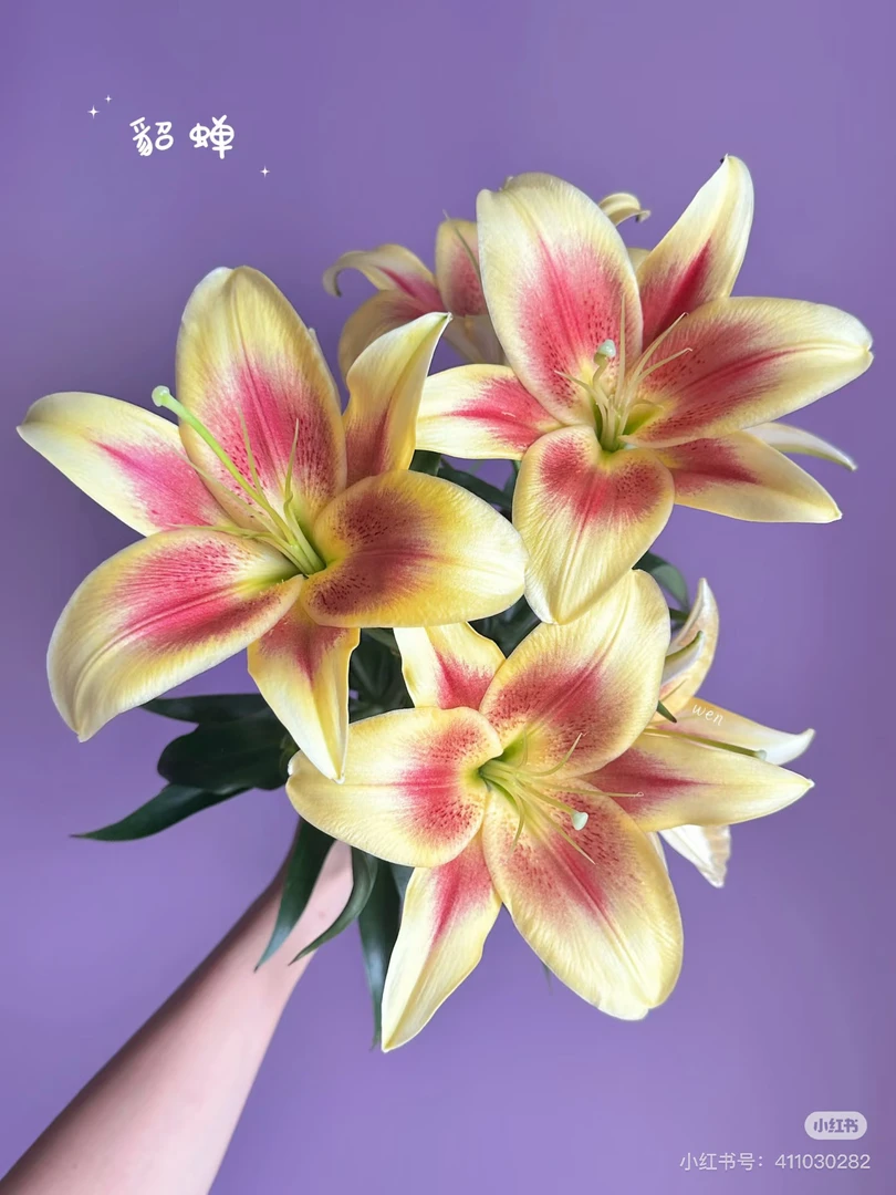 5号貂蝉百合2头，我要买我不售后