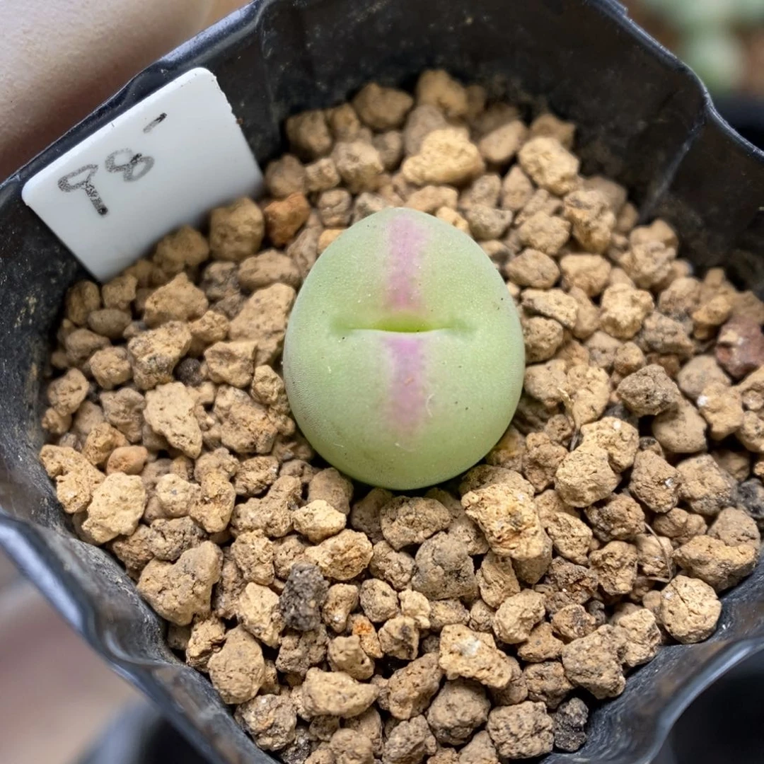 多肉植物肉锥杂交K-3223