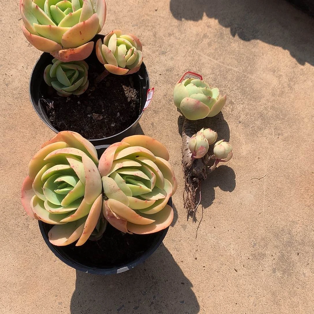 鸡蛋碧桃多肉三颗