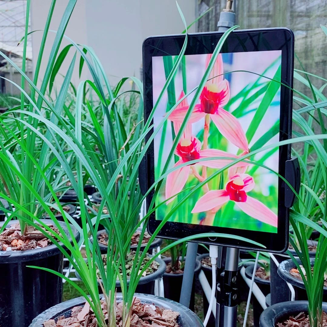 当前无花栽培后可以开花