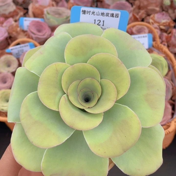 山地玫瑰121裸根发货不售后