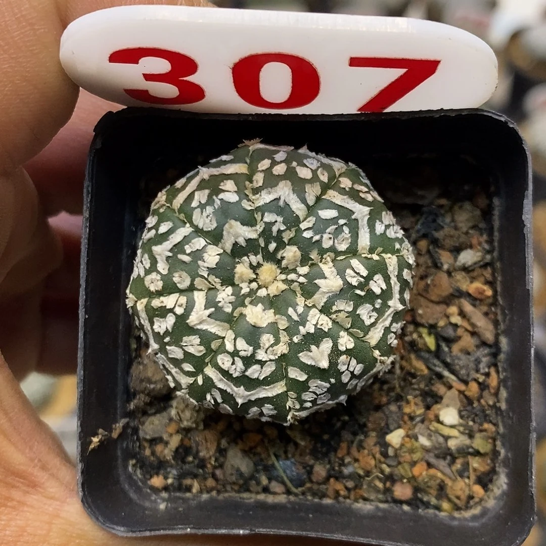 307福利特价来了福利