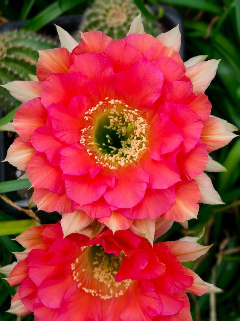 G2，无根侧芽歪满28包邮仙人球多肉植物