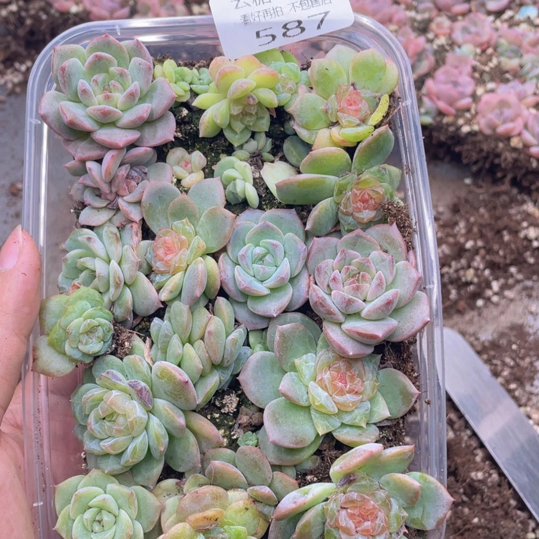 云糖心多肉植物587