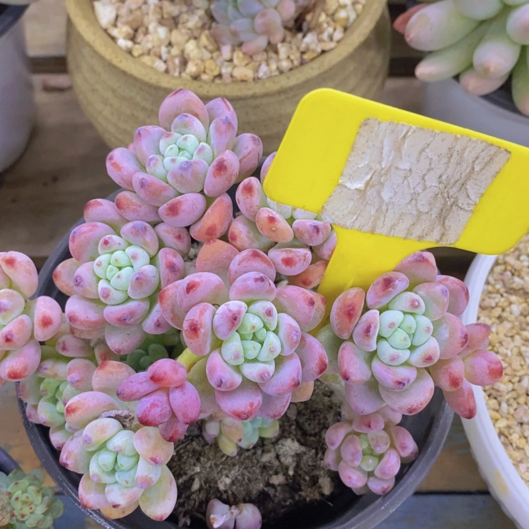 开心多肉，第一场破价，不做对比