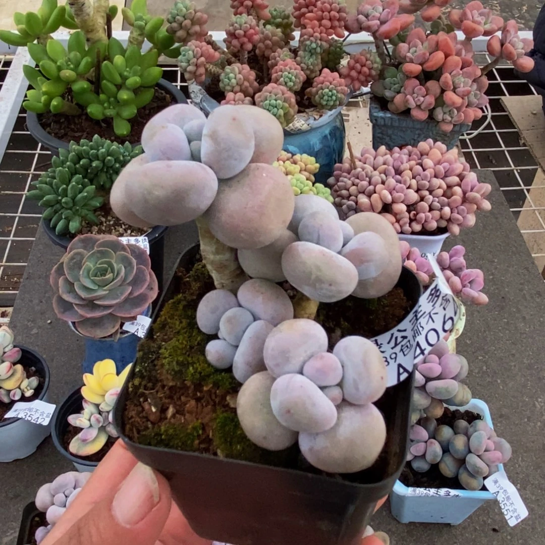 4064芭比奶酪6cm多肉