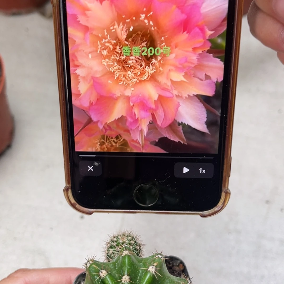 彩草200号带根4公分左右