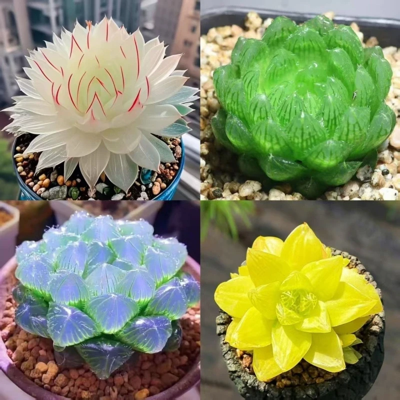 蛇年萌趣白娘子玉露多肉组合盆栽易养新手适用办公室阳台观赏花卉