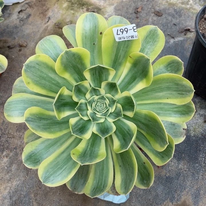 667香白多肉123446789