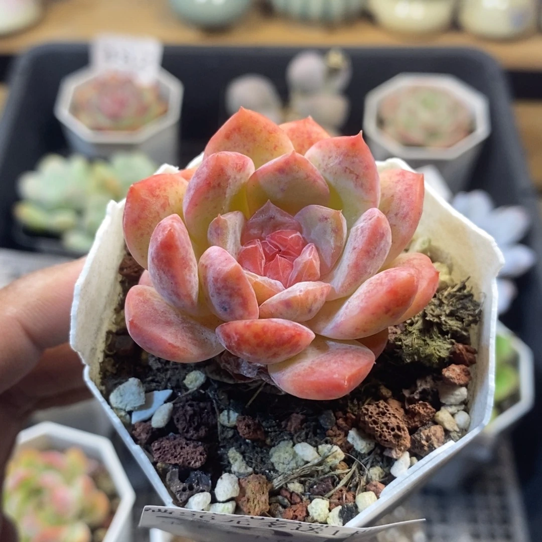 冰糖水晶一物一拍满20包邮满26送一颗多肉