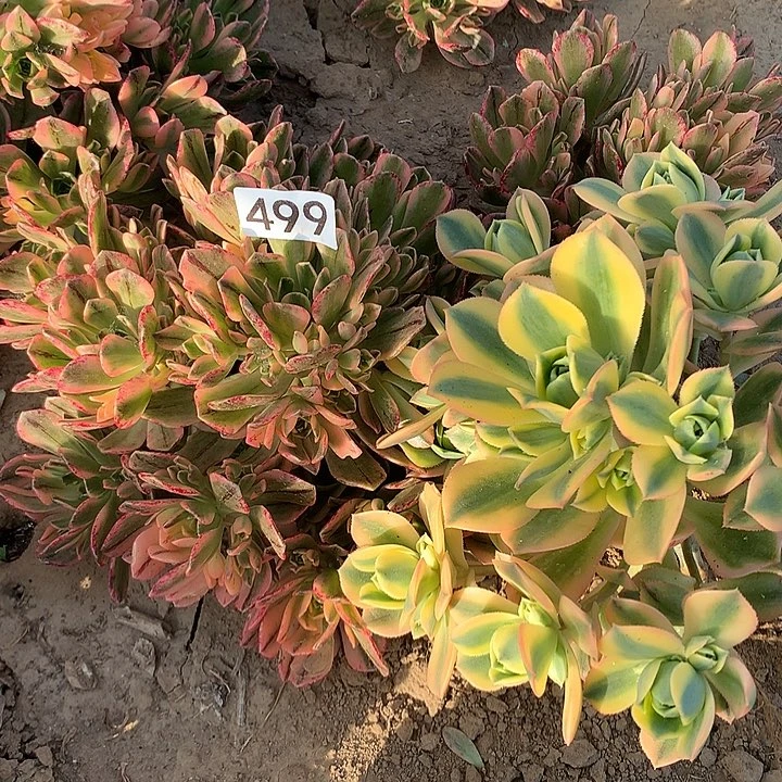 499甜茶➕星爆多肉植物组合2