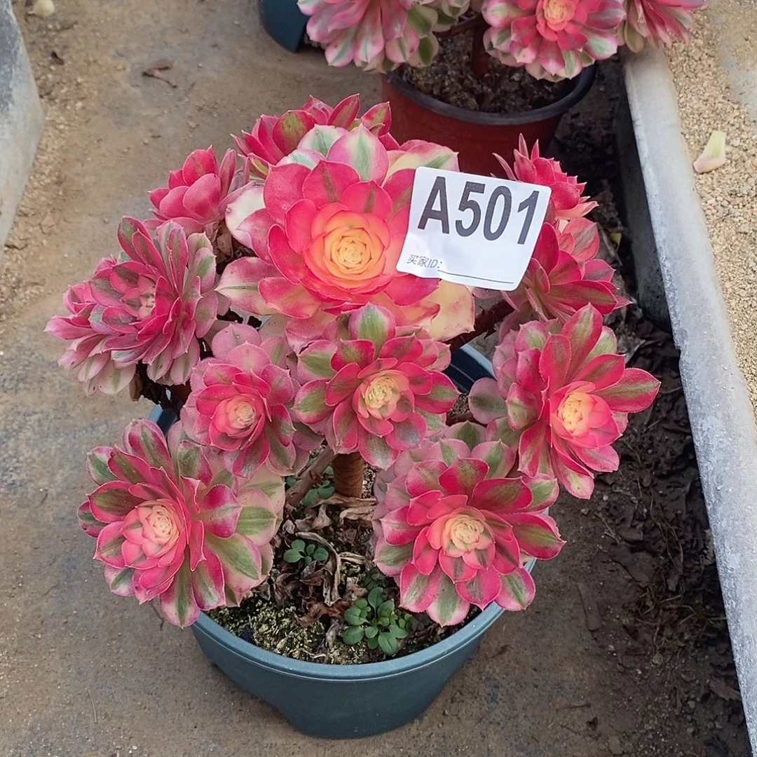 青城多肉法师501多肉法师