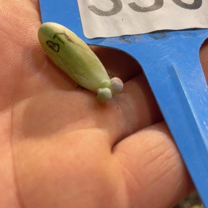 白拉丝锦汤圆叶插啊啊啊350号的多肉啊