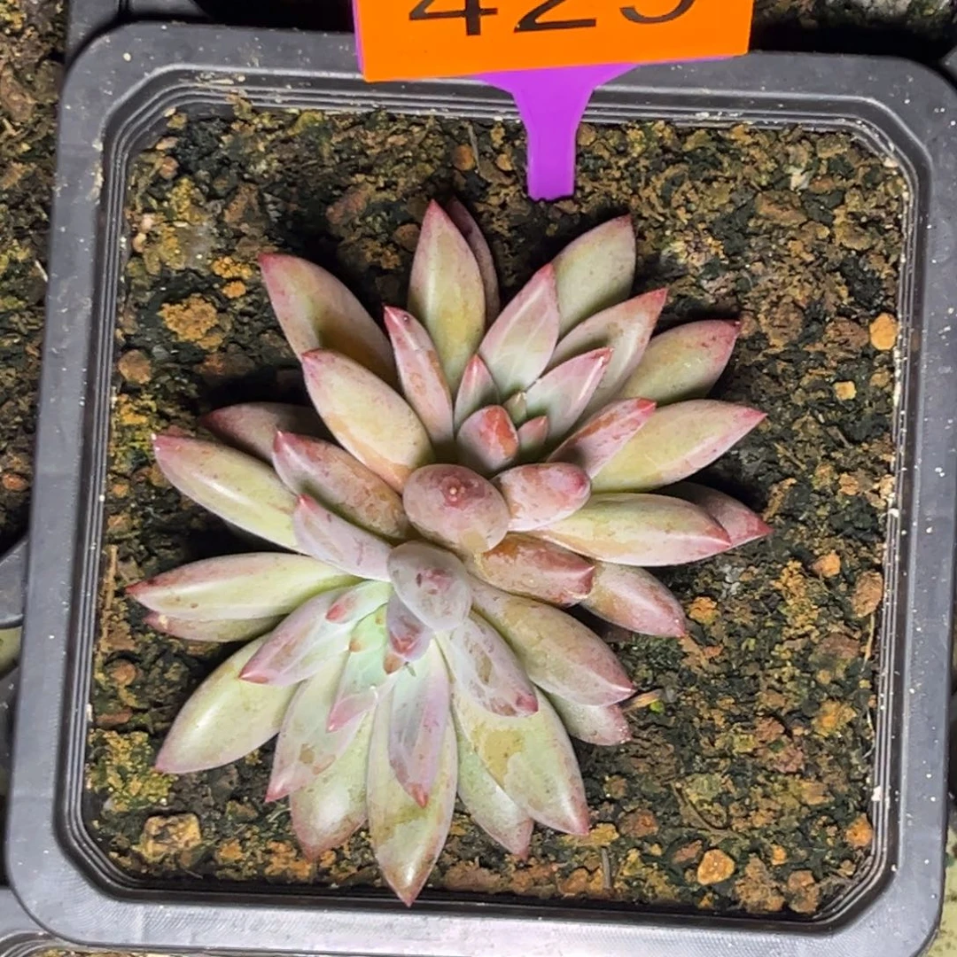 多肉植物虞美人429